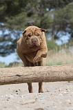 SHAR-PEI 241